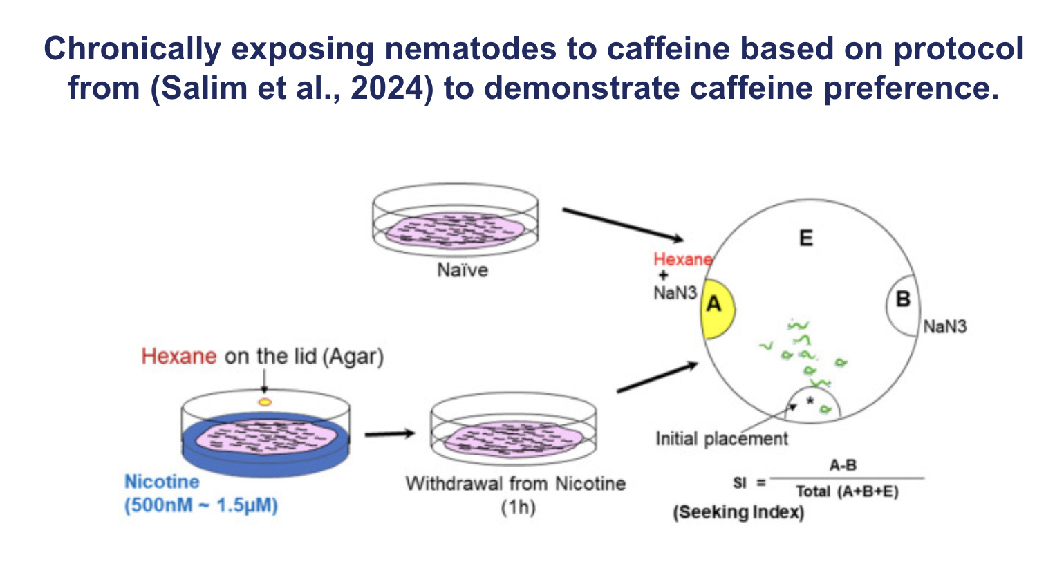<p><span><strong>Chronically exposing nematodes to caffeine based on protocol from (Salim et al., 2024) to demonstrate caffeine preference</strong></span></p>
