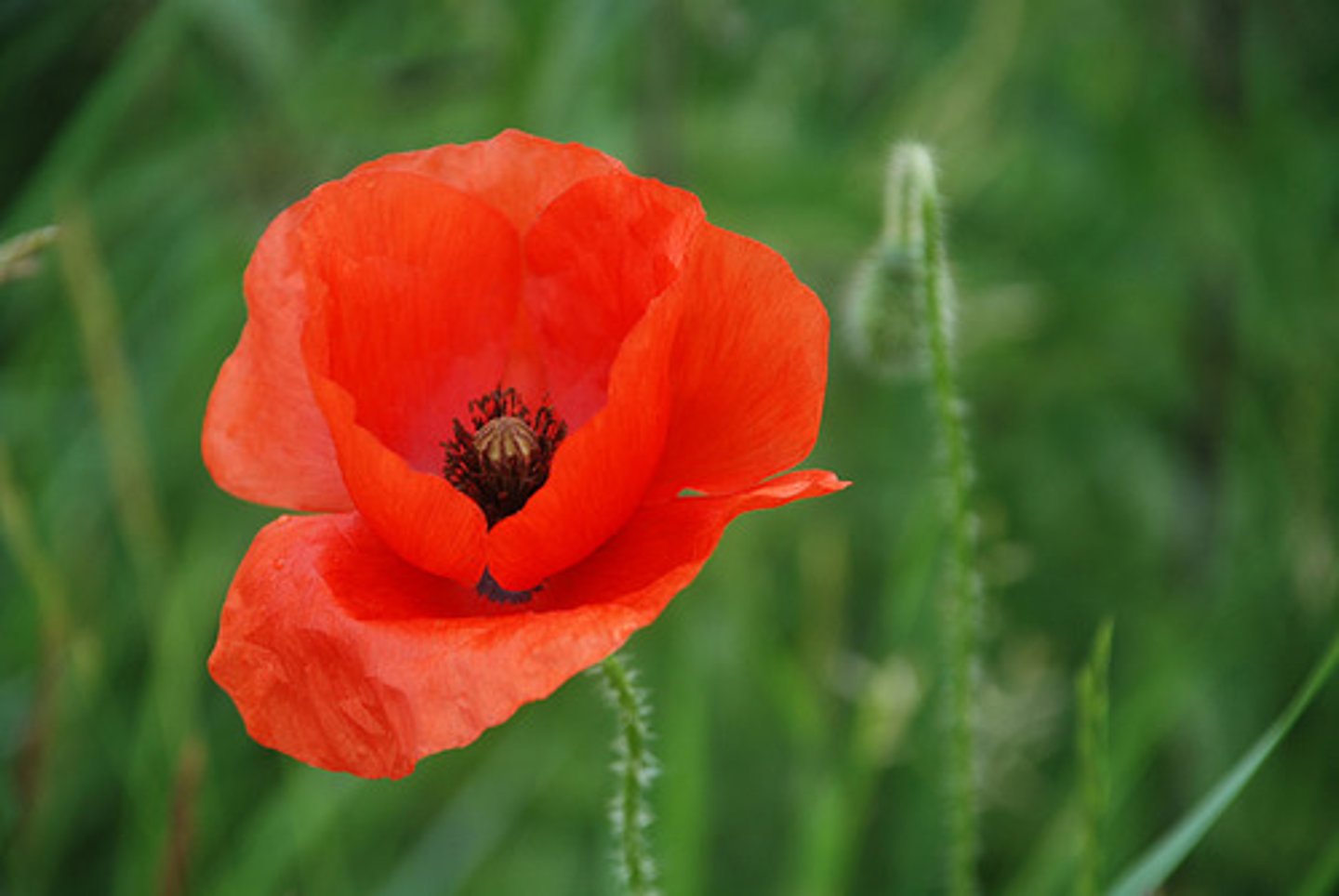 <p>poppy</p>