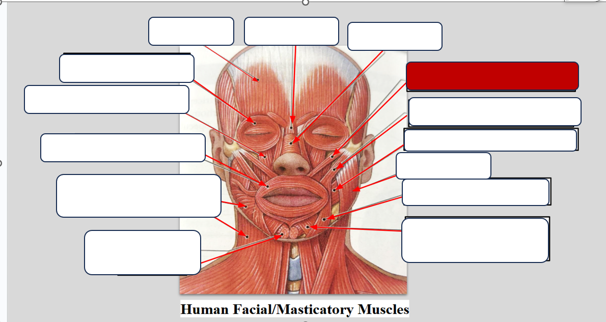 <p>Label the muscle </p>