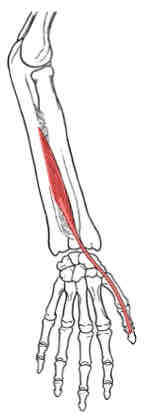 <p>Extensor Pollicis Longus</p>