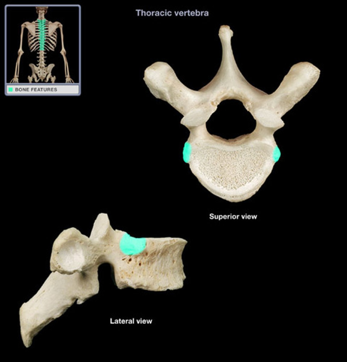 <p>articulates with head of rib</p>