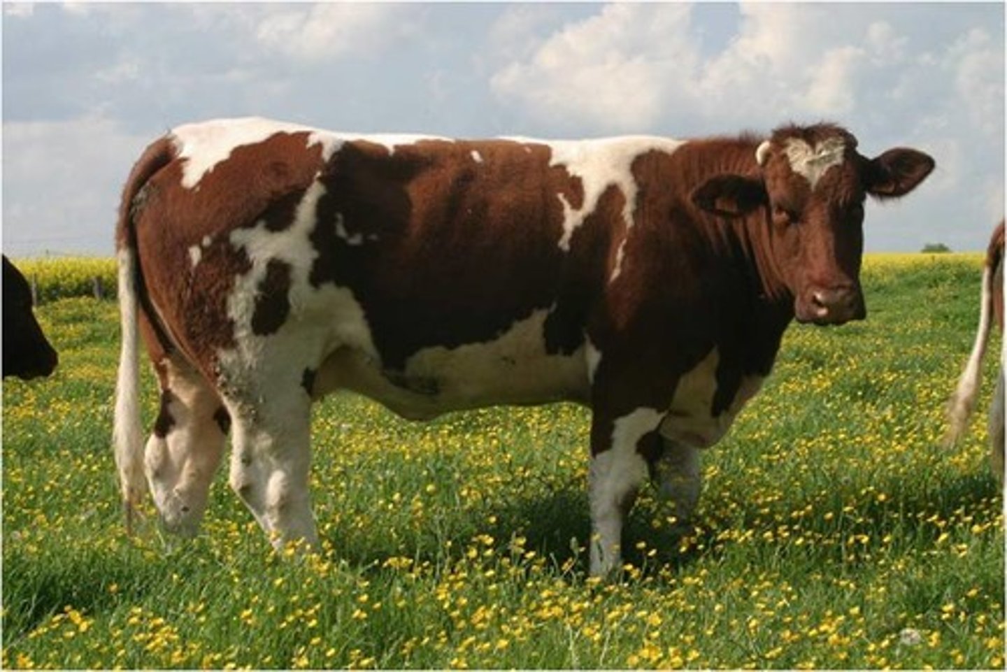 <p>- Beef breed from France (paternal breed)</p><p>- Usually very large framed and big headed with rough shoulders and weak top</p><p>- Traditionally red and white spotted</p><p>- Can see roan and small when heavily influenced with American Shorthorn</p>