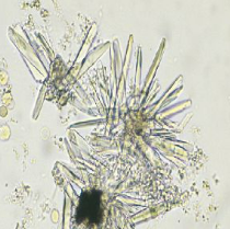 <p>Looks like a prism in rosette form</p>