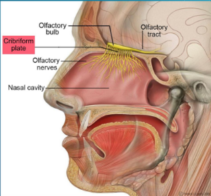 <ul><li><p>Usually acquired transnasally when swimming in contaminated</p></li><li><p>Parasite penetrates the nasal mucosa and cribriform plate, enters the central nervous system, and produces a rapidly fatal meningitis and encephalitis (<strong>primary amoebic meningoencephalitis</strong>)</p></li><li><p>Unlike Acanthamoeba, the parsite produces infection in otherwise healthy individuals, usually children.'</p></li><li><p>In some instances, the parasite may be acquired trhough inhalation of dust containing the parasite</p></li><li><p>The entire life cycle of the parasite (amoeboid trophozoites &gt; Flagellate trophozoite &gt; amoeboid trophozoites &gt; cyst form) occures entirely in the external environment.</p></li></ul><p></p>
