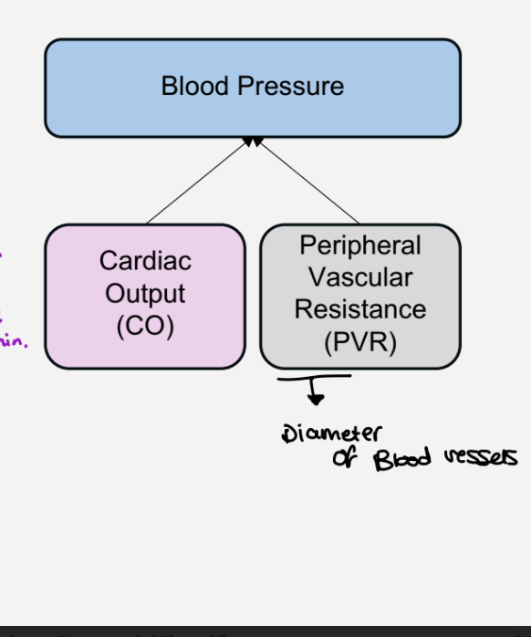<ol><li><p>cardiac output (CO) - amount of blood pumped out of the left ventricle in 1 minute </p></li><li><p>Peripheral Vascular Resistance ( PVR) - diameter of blood vessels </p></li></ol><p></p><p>Note - if CO or PVR increase ,BP will increase </p>