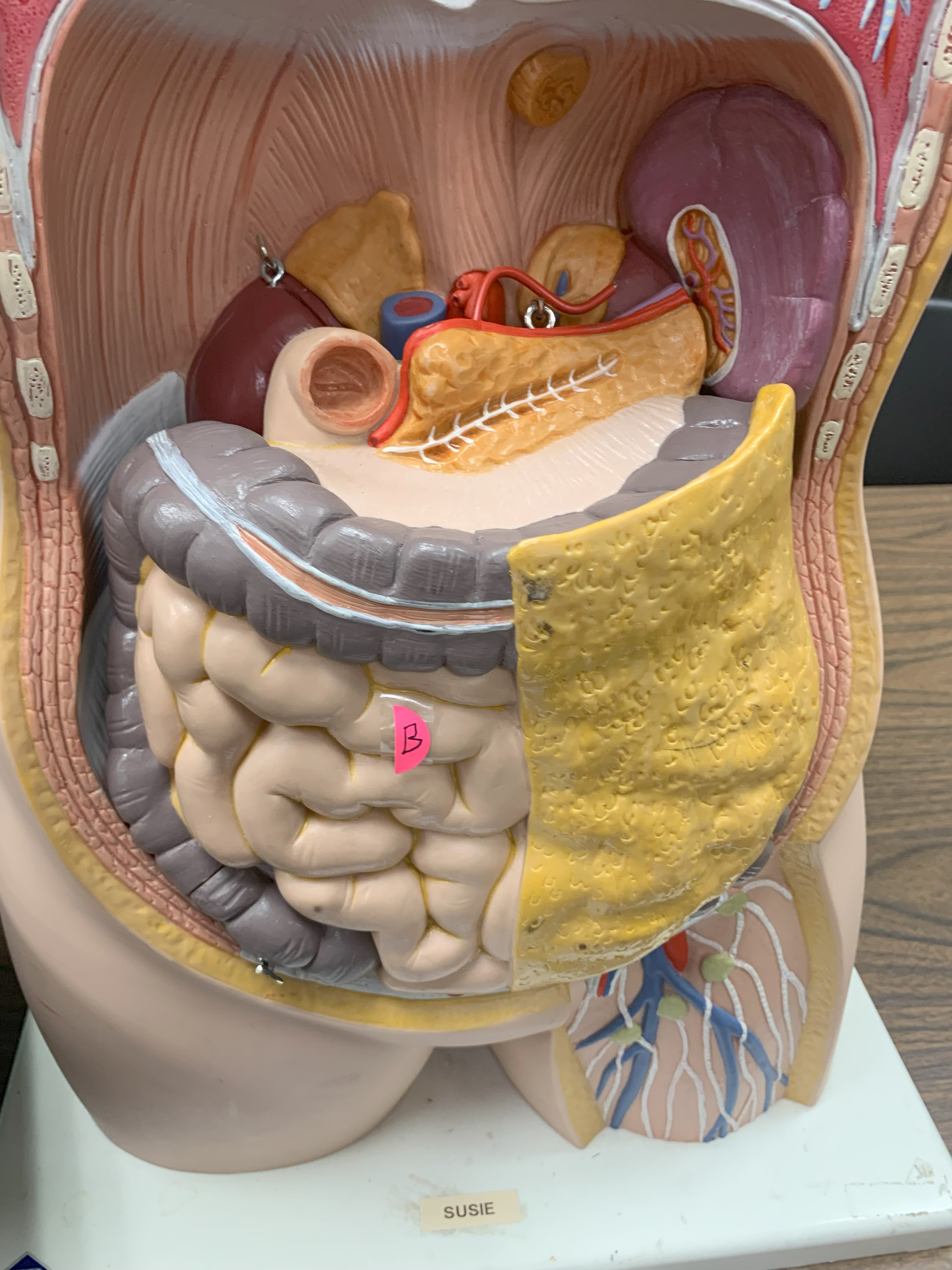 <p>Name the three subdivisions of the organ marked “B”</p>