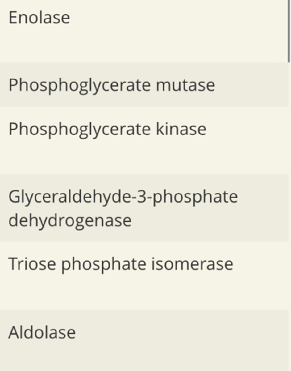 <p>+ phosphoglucose isomerase</p>