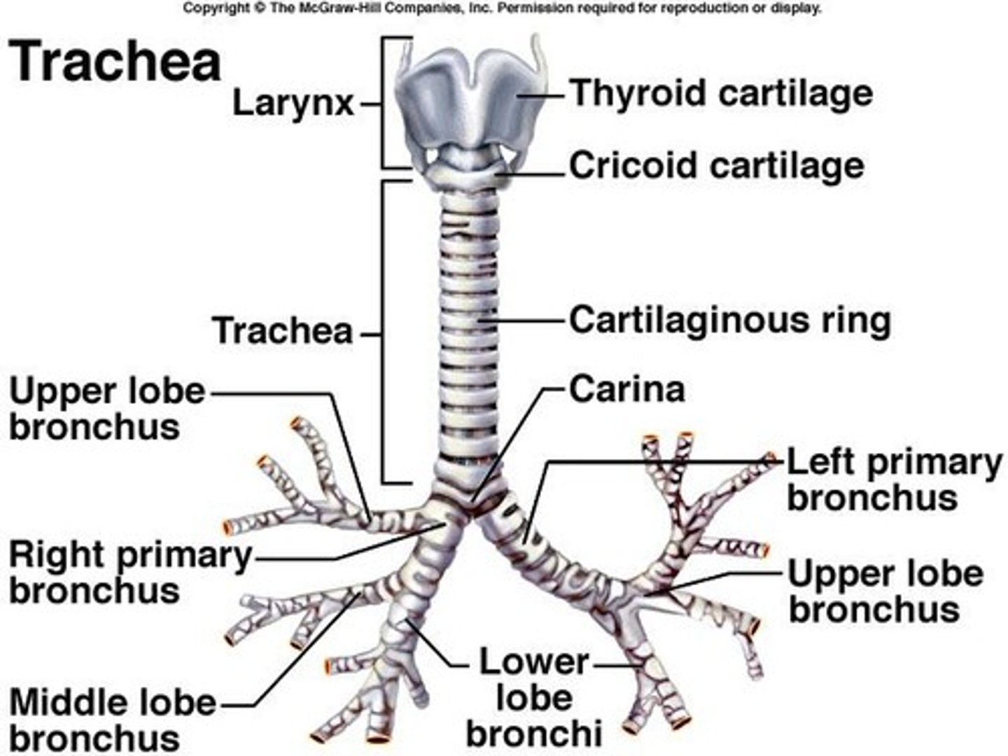 <p>A cylindrical tube lined with pseudostratified columnar epithelium and incomplete rings of hyaline cartilage.</p>