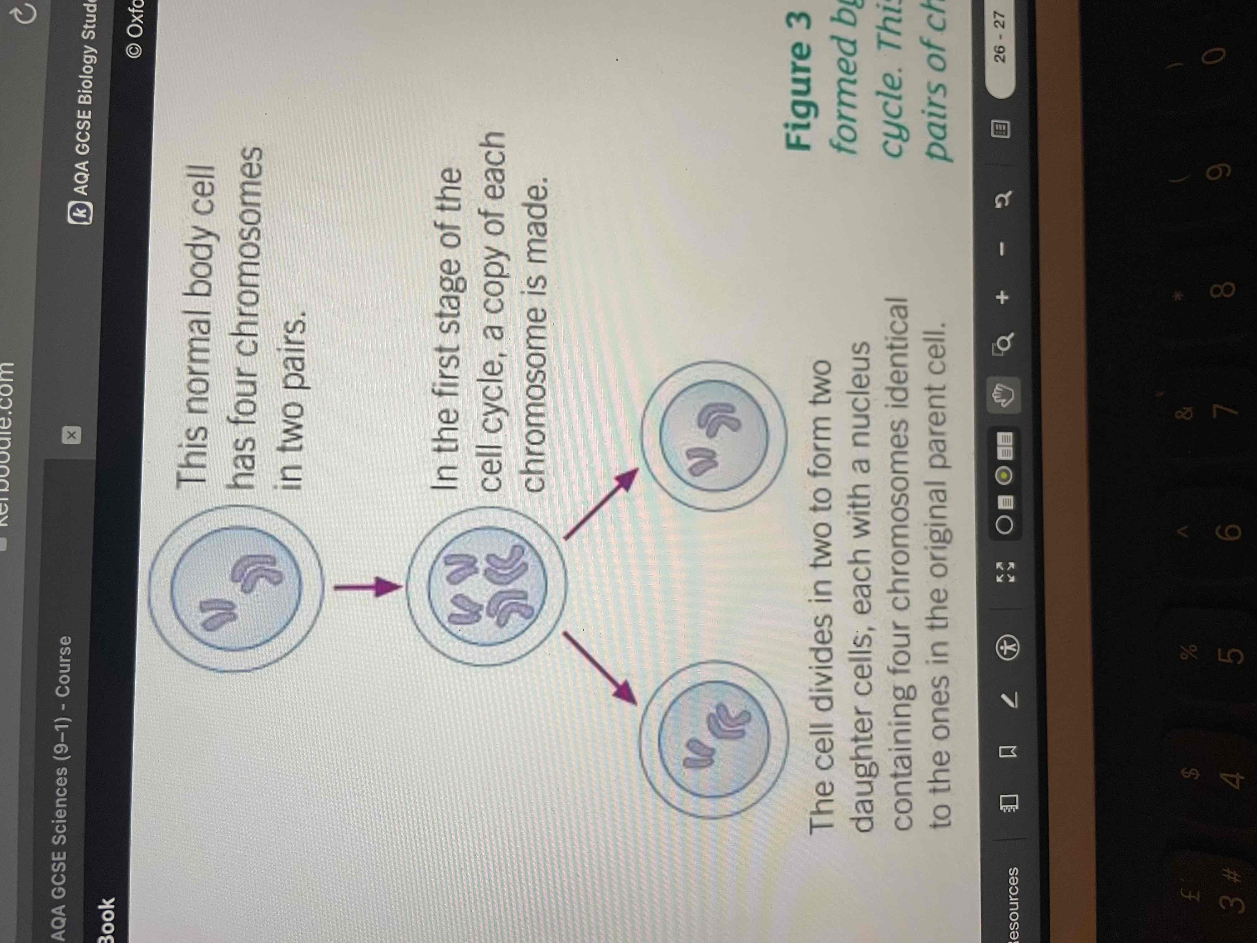<p>Stage 1; replication of the DNA to form two copies of each chromosome</p><p>stage 2 ; nucleus divides into two nuclei through mitosis</p><p>stage 3 ; Cell divides into two</p>