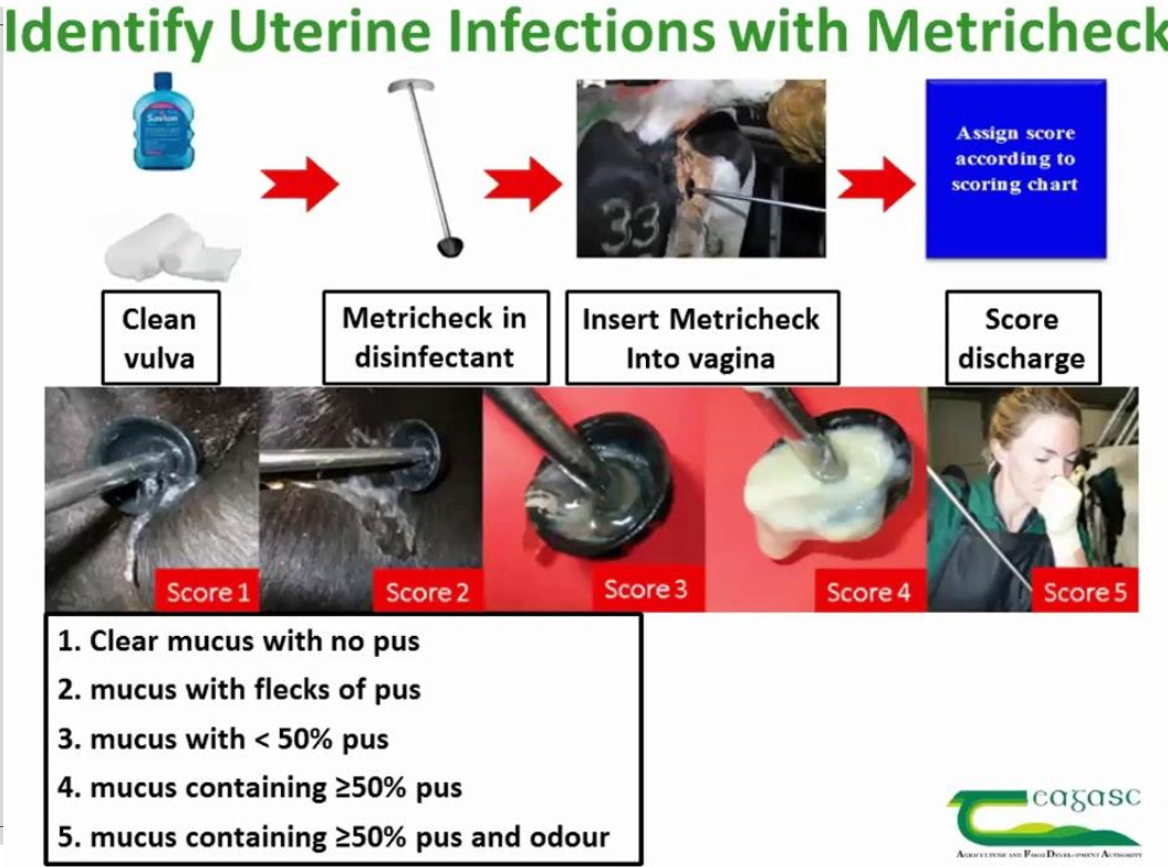 <p>-<strong>metricheck</strong></p><p>-enlarged cervical diameters (>7.5 cm)</p><p>-cervicitis</p><p>-visual/clinical detection</p>