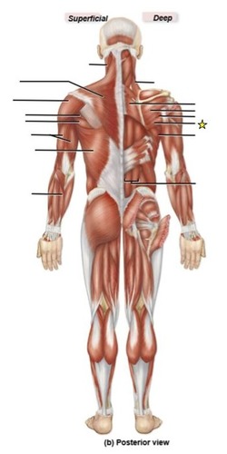 <p>identify the muscle</p>