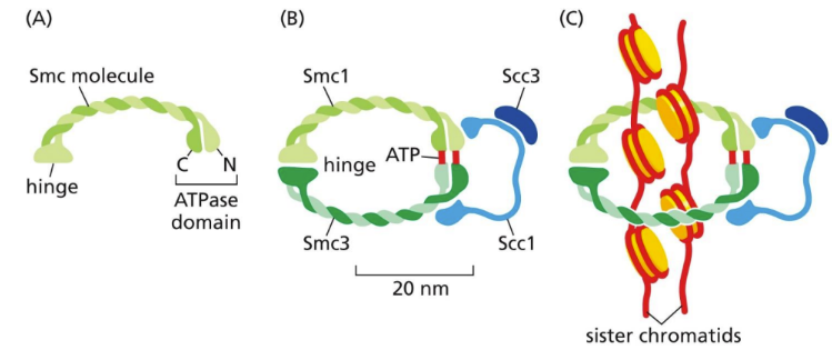<p><span>involved at the end of S phase to hold sister chromatids together (bracelet)&nbsp;</span></p><ul><li><p class="Paragraph SCXW28882941 BCX0" style="text-align: left"><span>Located at many locations along sister chromatids (keep sister chromatids together)&nbsp;</span></p></li></ul><ul><li><p class="Paragraph SCXW28882941 BCX0" style="text-align: left"><span>Must be destroyed during metaphase to anaphase transition&nbsp;</span></p></li></ul><ul><li><p class="Paragraph SCXW28882941 BCX0" style="text-align: left"><span>S-Cdk also stimulates increase in histone protein synthesis for nucleosome synthesis&nbsp;</span></p></li></ul><p></p>