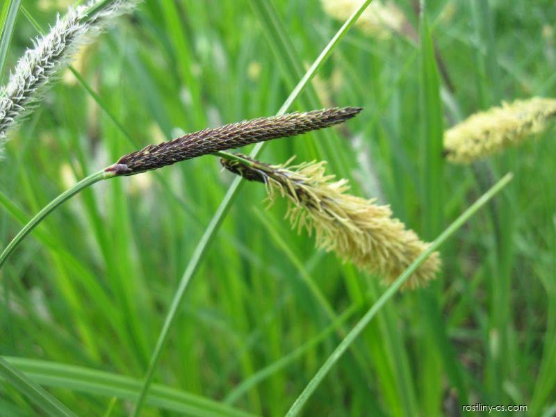 <p>Lamiaceae - Carex nigra</p>