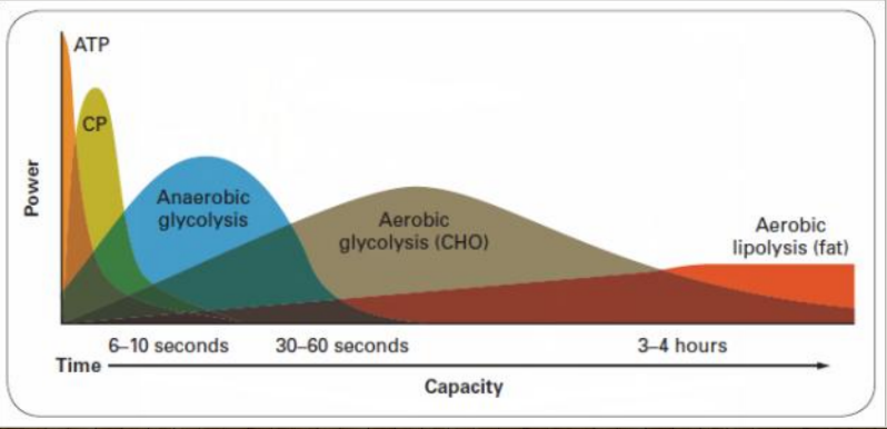 Suiker: korte duur en hoge intensiteit<br />Vetten: langdurige inspanning