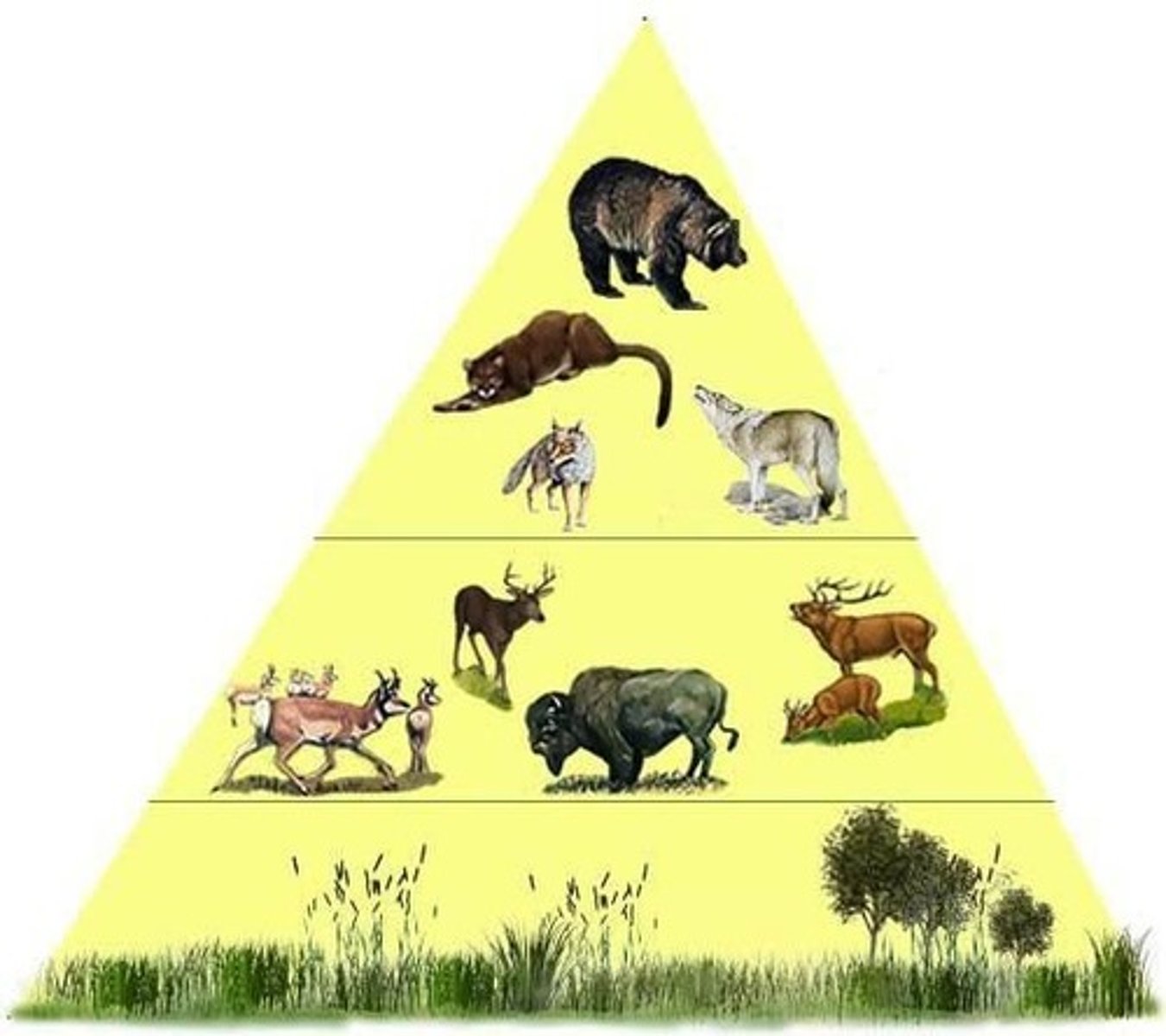 <p>A linear sequence of organisms through which nutrients and energy pass as one organism eats another.</p>