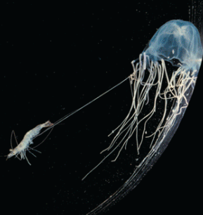 <p>Name one or more traits you can observe to distinguish the identity of Cnidaria</p>