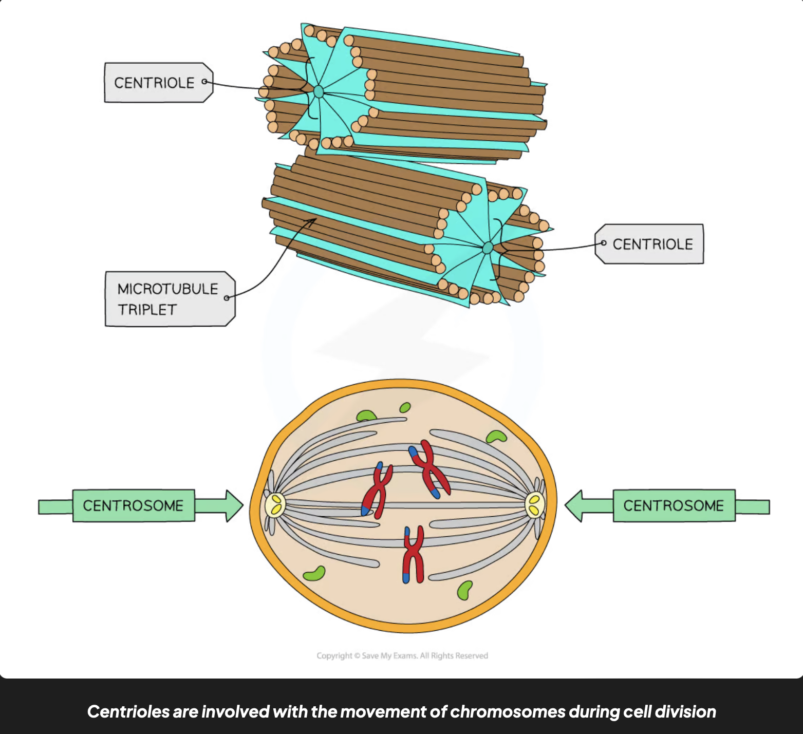 <p>one centriole is made up of 9 triplets of microtubules</p><ul><li><p>2 centrioles are present close together at right angles in a region called the centrosome, in animal cells</p></li><li><p>centrioles are hollow cylinders about 500 nm long</p></li><li><p>produces spindle fibers</p></li><li><p>organises microtubules</p></li></ul><p></p>