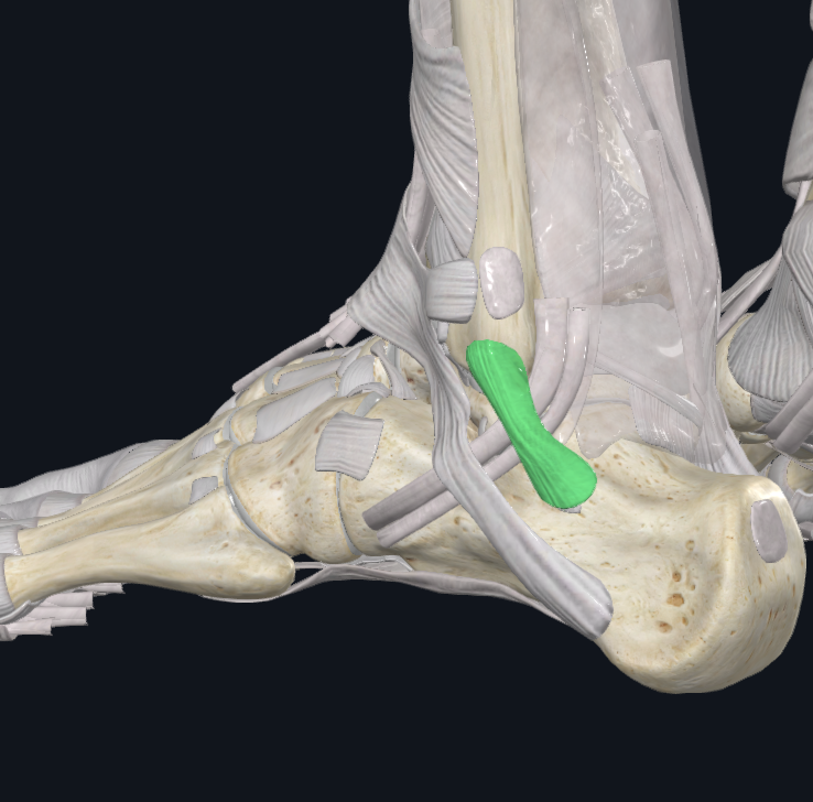 <p><span style="background-color: transparent;">Peroneal Retinaculum Superior </span></p>