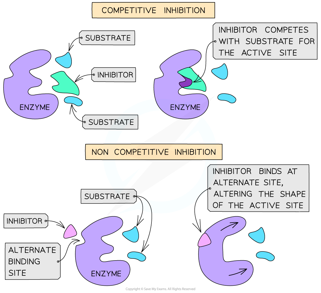 <p>Non-competitive enzyme inhibitors are different in structure and chemistry to the substrate. Thus, they bind to the allosteric site on an enzyme, not the active site. As a result, this changes the structure of the active site, preventing the substrate from binding. This reduces the number of functioning enzymes, but the binding of the inhibitor to the allosteric site is reversible. </p>