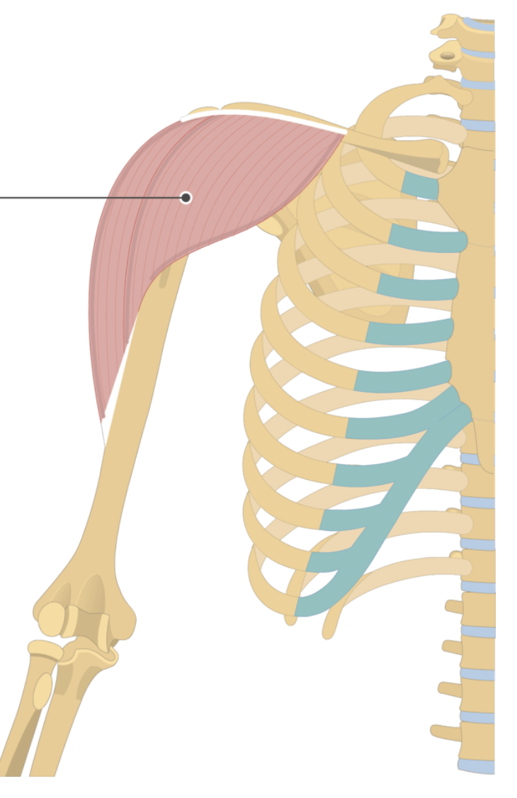 <p></p><p>origin: clavicle and scapular spine</p><p>insertion: deltoid tuberosity</p>