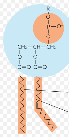 Components of cell membranes. Composed of a __glycerol__ backbone, a hydrophilic __phosphate__ head, and 2 hydrophobic __fatty acid__ tails. 