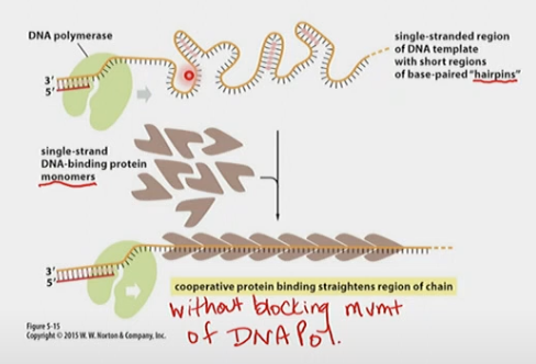 Are monomers. Prevents re-annealing double-stranded templates (forming H-bonds) without blocking DNA Polymerase

* Partial H-bonds can cause hairpin loops