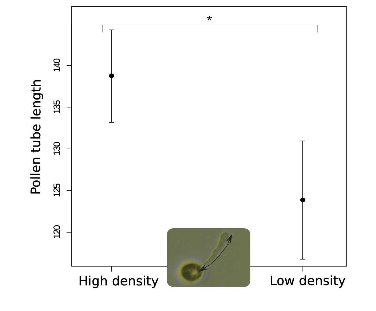 <p>The swift evolution of pollen and pistil traits in <em>Mercurialis annuas </em>in 3 generation under conditions of high or low density  </p>