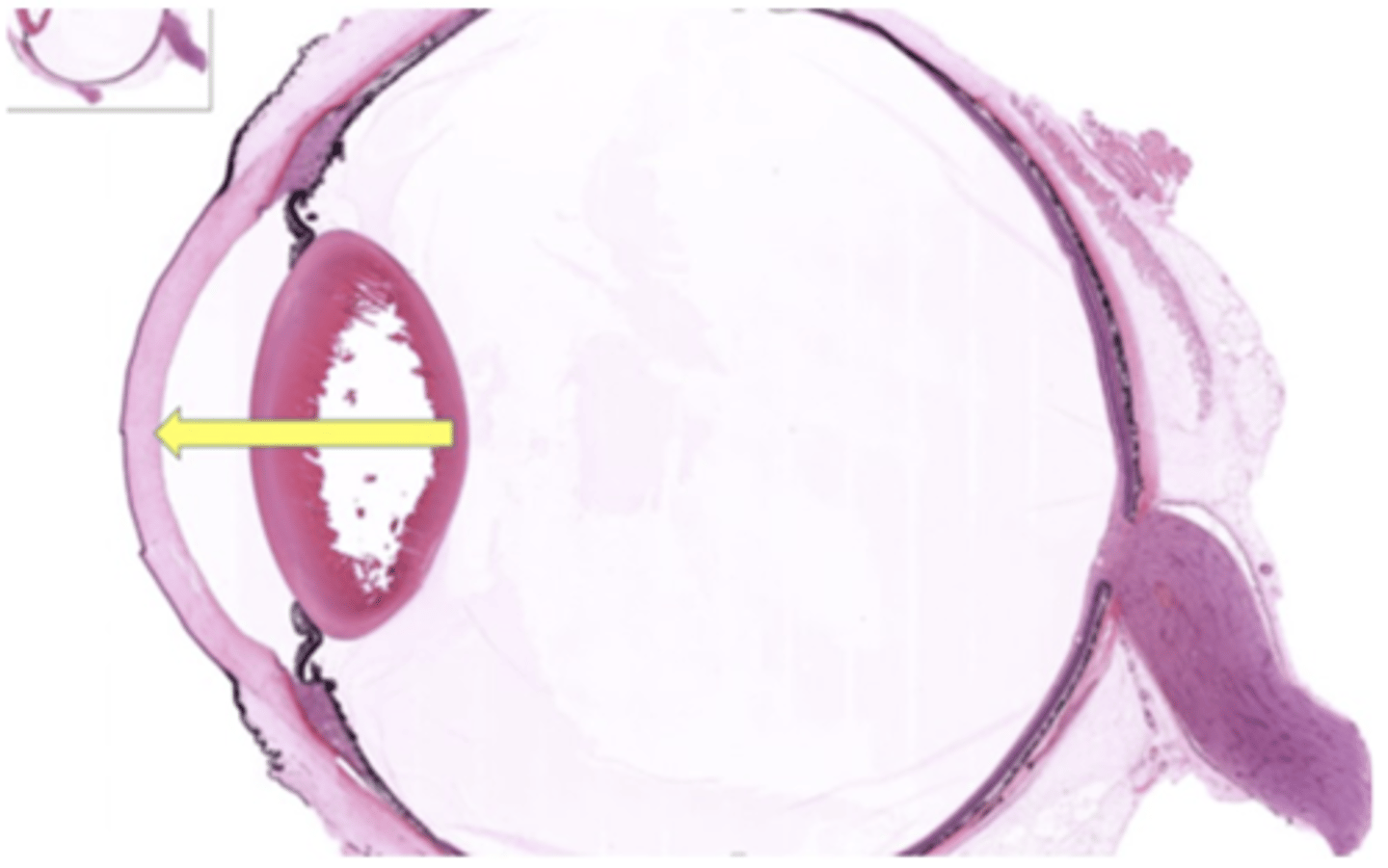 <p>Identify the general structure or layer</p>