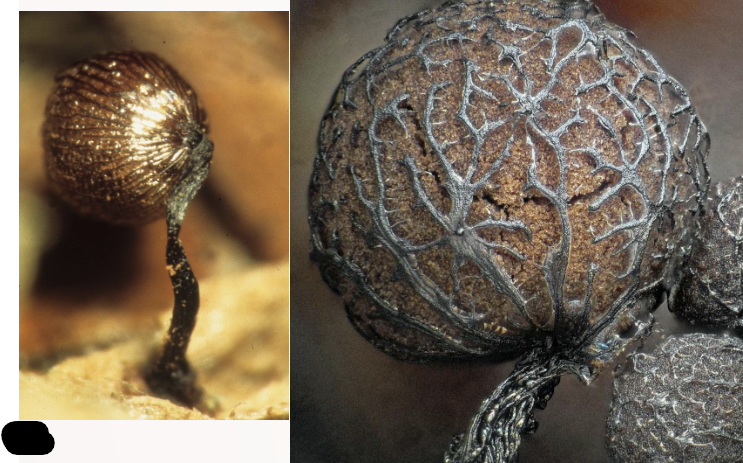 <p>Cribraria mirabilis</p>