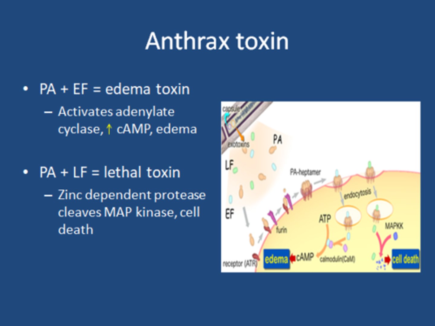 <p>The lethal and edema toxins are B subunits</p><p>The protective antigen is the A subunit</p>