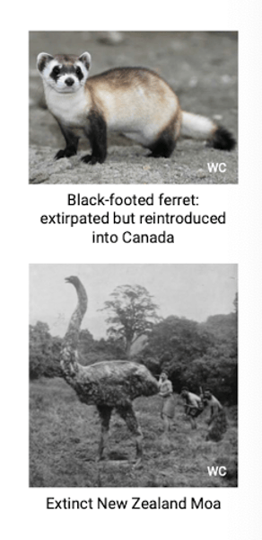 <p>1. Extirpation of populations reduces a specie's genetic diversity <br>2. Global extinction of a species (complete loss of genetic diversity)</p>