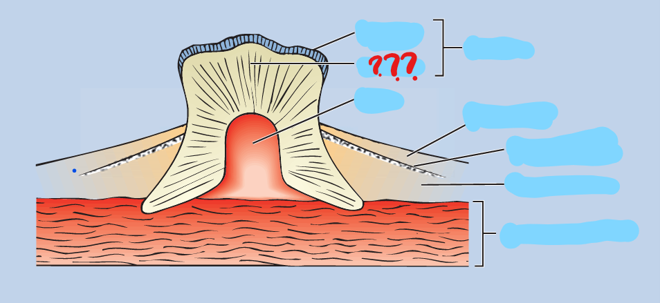<p>dentine</p>