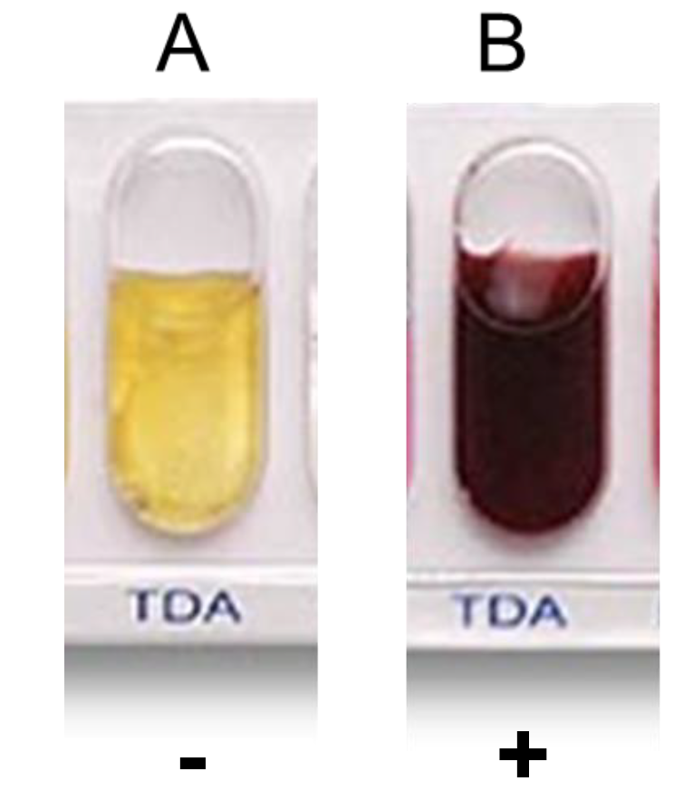 <p><strong>Tryptophan Deaminase (TDA)*</strong>Determine if bacteria can deaminate tryptophan by tryptophan deaminase.</p><p><em>Post-incubation - TDA reagent added to determine if bacteria can deaminate tryptophan.</em></p><ul><li><p>Positive test: turns reddish-brown</p></li><li><p>Negative: no color change</p></li></ul><p></p>