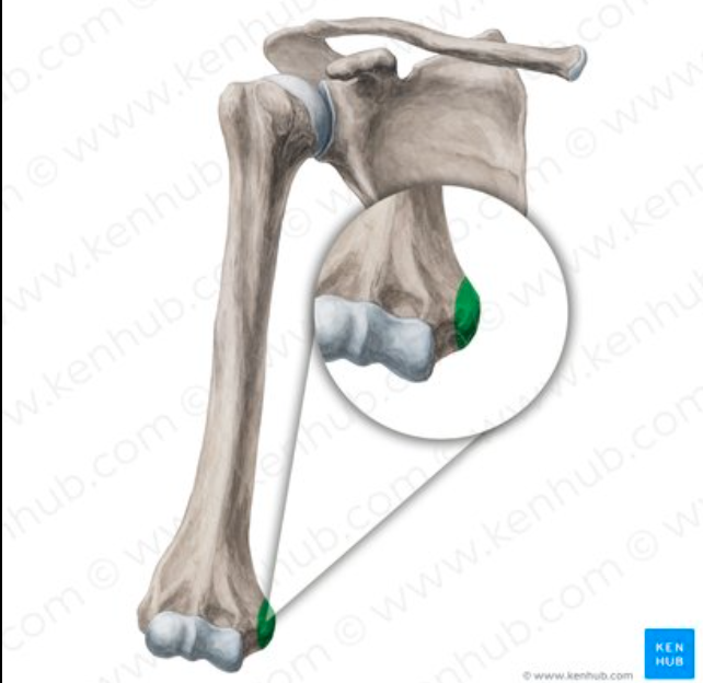 <p>What part of the humerus is this?</p>