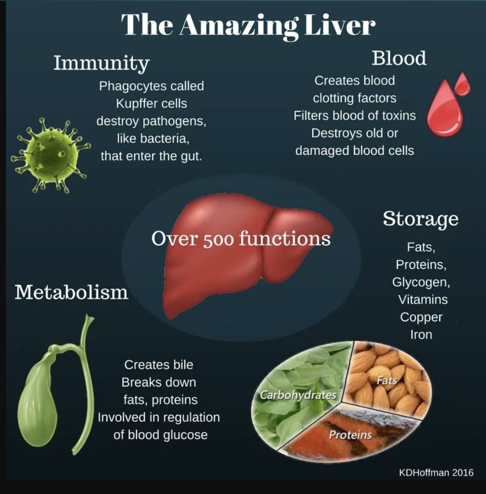 <ul><li><p>Carbohydrate metabolism </p></li><li><p>Fat (lipid) metabolism </p></li><li><p>Amino acid metabolism </p></li><li><p>Removal of waste products </p></li><li><p>Vitamin &amp; mineral storage </p></li><li><p>Drug inactivation </p></li><li><p>Synthesis &amp; secretion of bile </p></li><li><p>Blood reservoir </p></li><li><p>Lymph production </p></li><li><p>Detoxification </p></li><li><p>Production of certain proteins for blood plasma </p></li></ul><p></p>