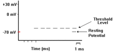 An action potential is the temporary change in electrical potential  with the passage of an impulse along the membrane of a muscle cell or nerve cell.  In other words, an action potential is the "flip-flop" in charge (from negative, to positive and back to negative) that occurs in the neuron or muscle cell membrane.