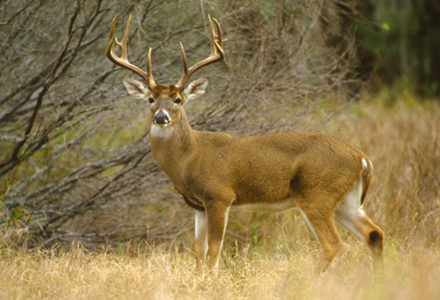 <p>deer</p>