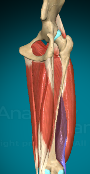 <p>What action does the Biceps Femoris Short Head allow for?</p>