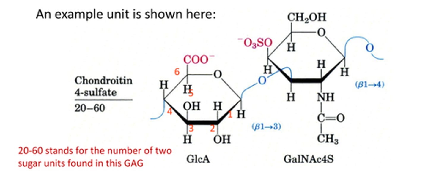 <p>-the presence of negative charges on the carboxylate and sulfate groups</p><p>-sulfation may take place in several positions – each adds another negative charge</p>