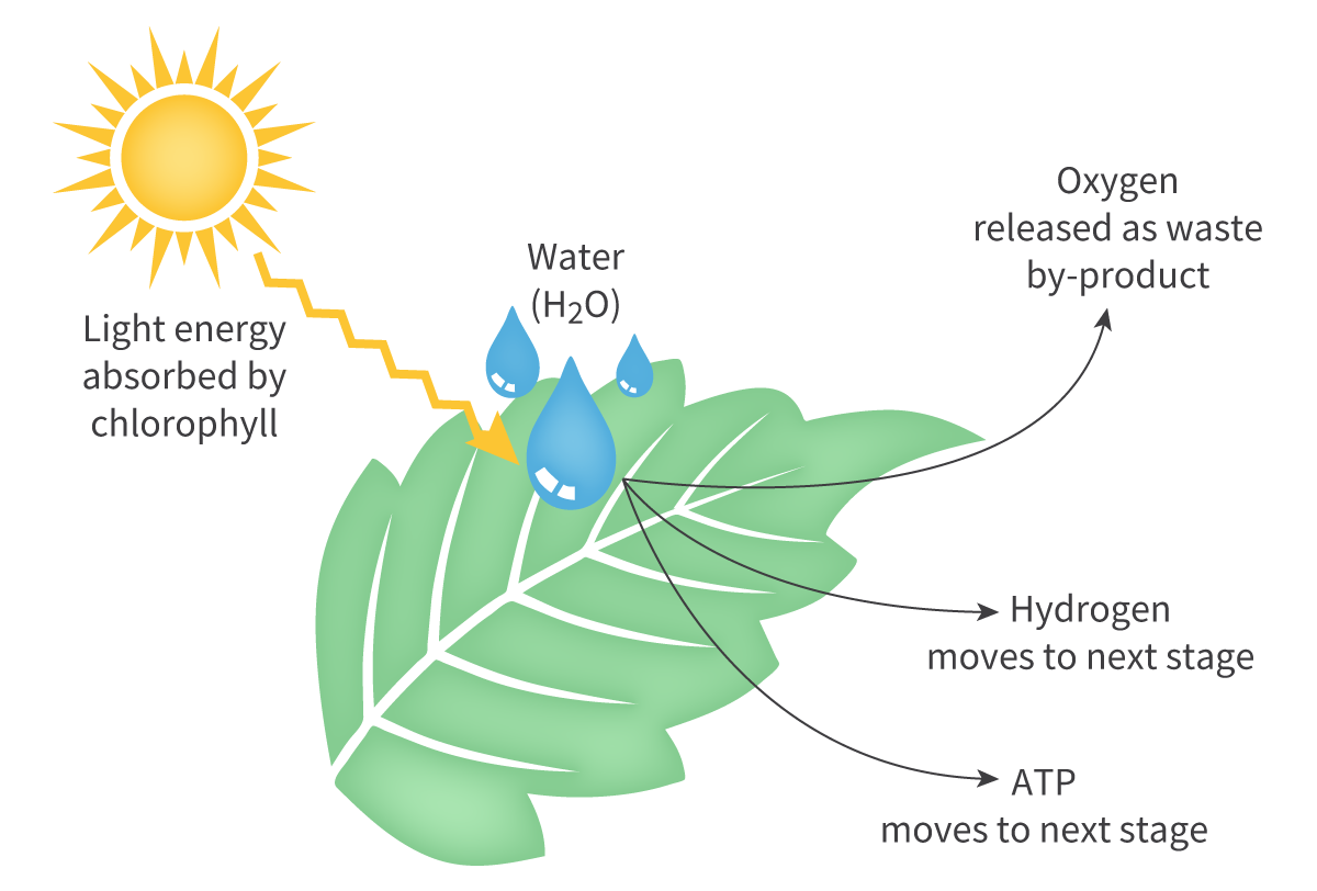 <p>Water isn’t useful on it’s own, so it is split with the energy from light, in order to release oxygen, electrons and hydrogen protons. The oxygen isn’t useful, so it is released as a byproduct into the atmosphere. The proton hydrogen is used to form NADPH which is used in the next step, and the electron is formed into ATP which is also used for the next step.</p>