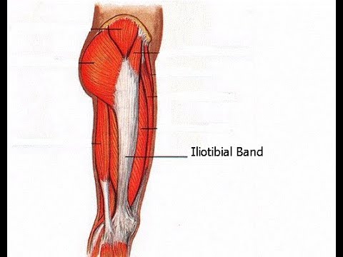<p>Location:</p><ul><li><p><strong>along the lateral thigh</strong></p></li></ul><p></p><p>Function:</p><ul><li><p><strong>pelvic stabilisation and posture control</strong></p></li><li><p>stabilizing the hip and knee during walking and running</p></li><li><p>contributes to lateral knee support</p></li></ul><p></p>