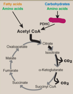<p>Label the TCA cycle.</p>