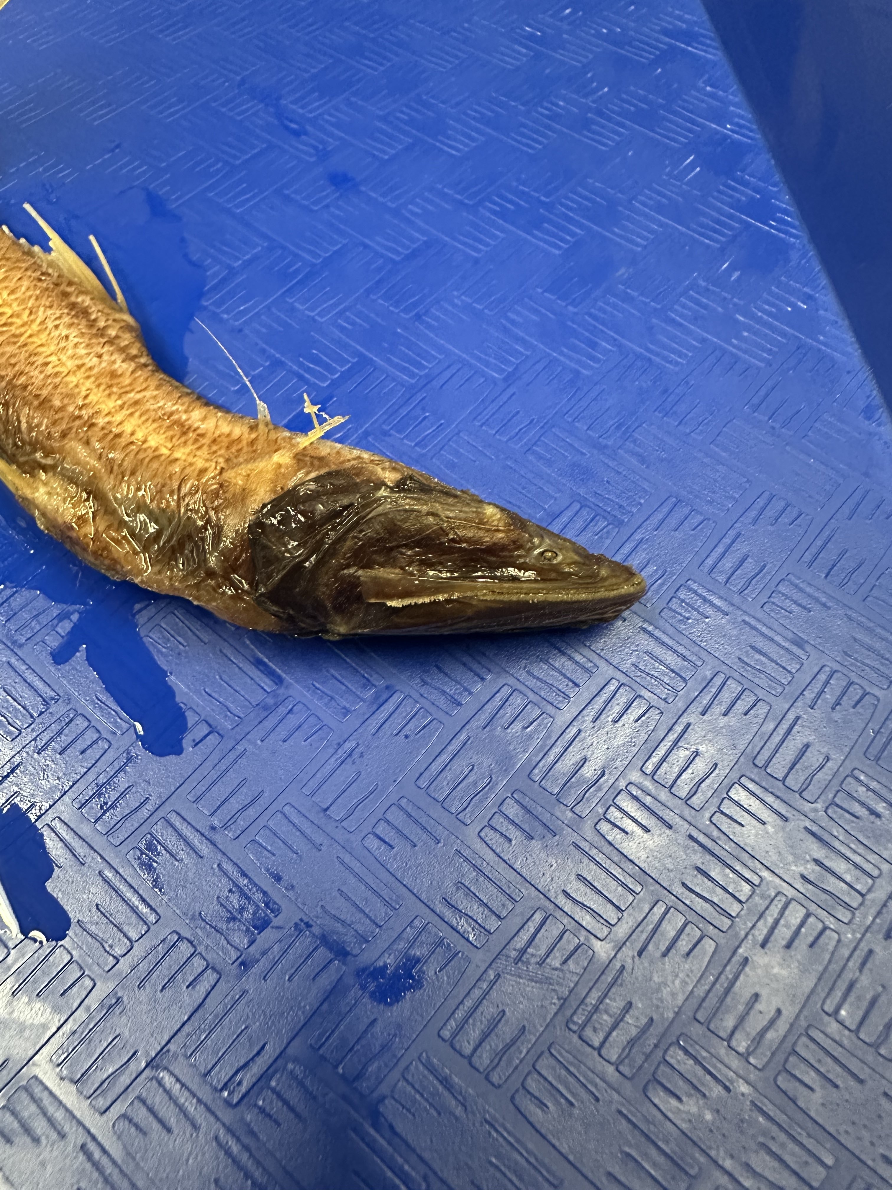 <p>Ipnopidae (Tripod fishes)</p>