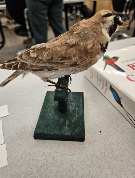 <p>nails are straight and elongated but sharp-pointed</p>