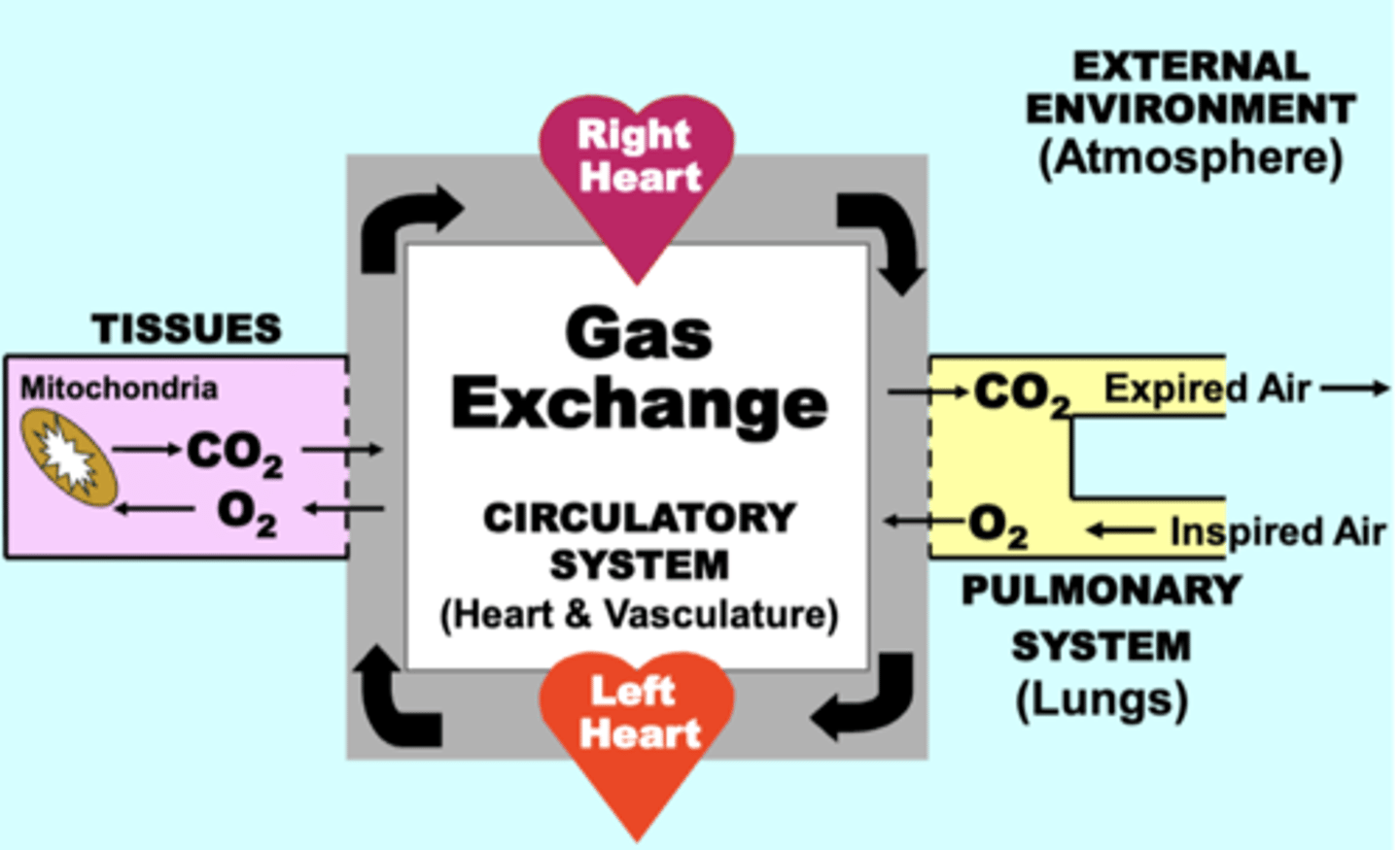 <p>through which the exchange of O2 and CO2 occurs continuously between four basic physiological compartments:</p><p>• EXTERNAL ENVIRONMENT (Atmosphere)</p><p>• PULMONARY SYSTEM (Lungs)</p><p>• CIRCULATORY SYSTEM (Heart &amp; Vasculature)</p><p>• TISSUES (Mitochondria)</p><p>normal functioning of ALL four compartments is essential for maintaining adequate respiratory function</p>