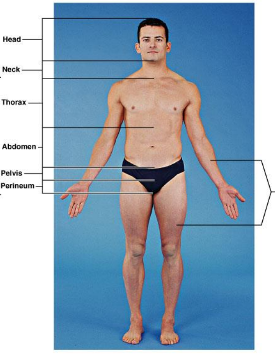 <p>What are included in the axial region? </p>