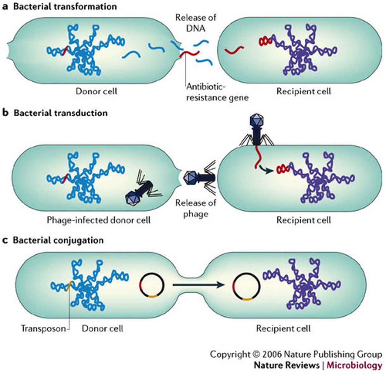 <p>DNA is transferred from a donor cell to a recipient via a bacteriophage</p>