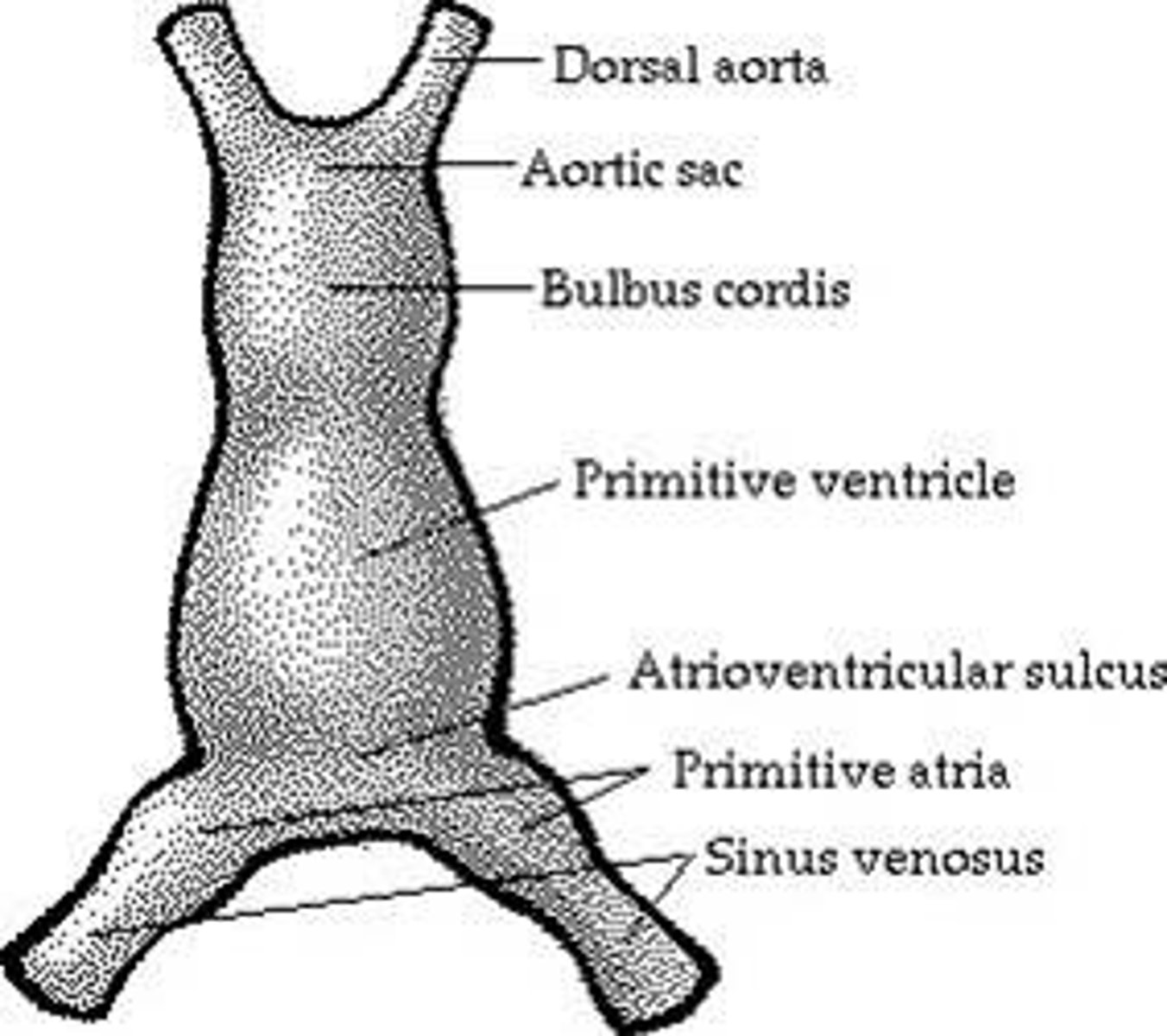 <p>Ascending aorta and pulmonary trunk</p>