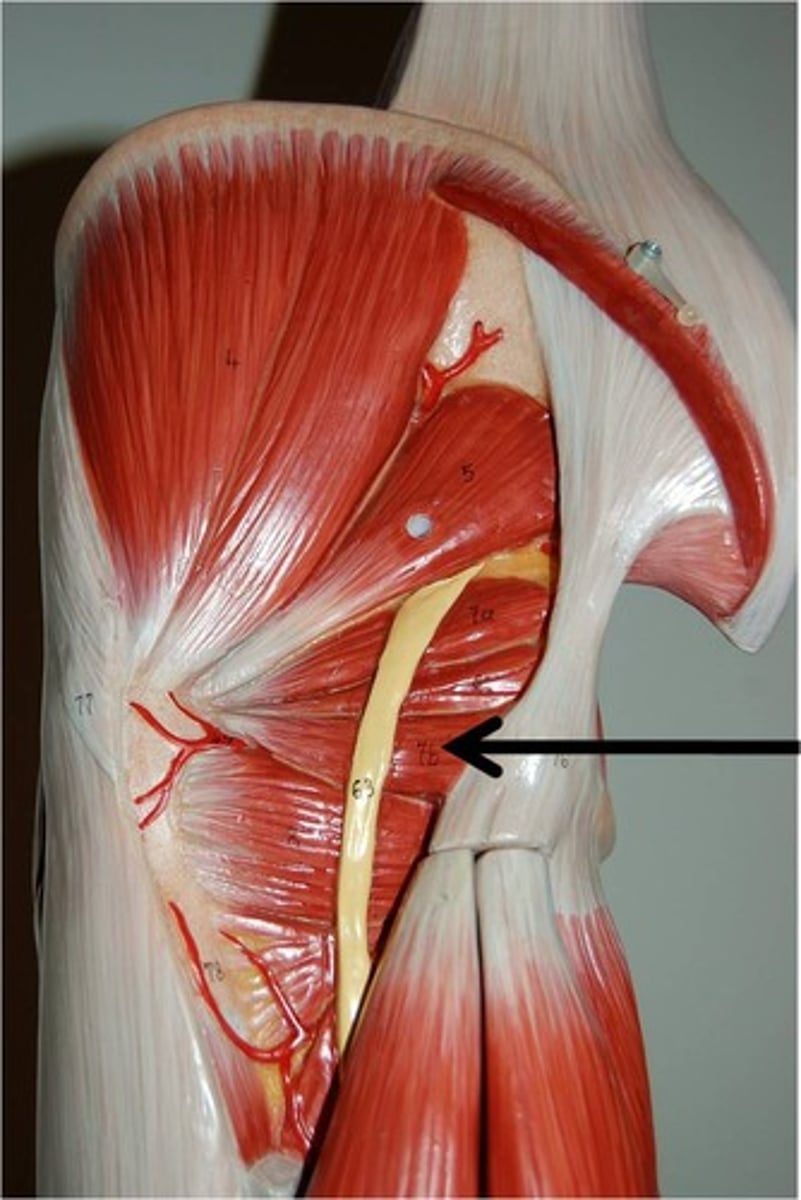 <p>gluteal compartment</p>
