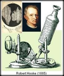 <p>Robert Hooke 1665 ¿Qué descubrió por primera vez?</p>